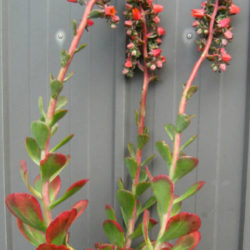 Echeveria 'Rosea Grandis'