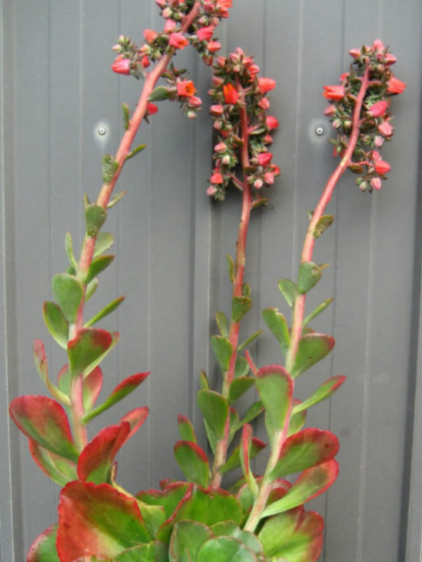 Echeveria 'Rosea Grandis'