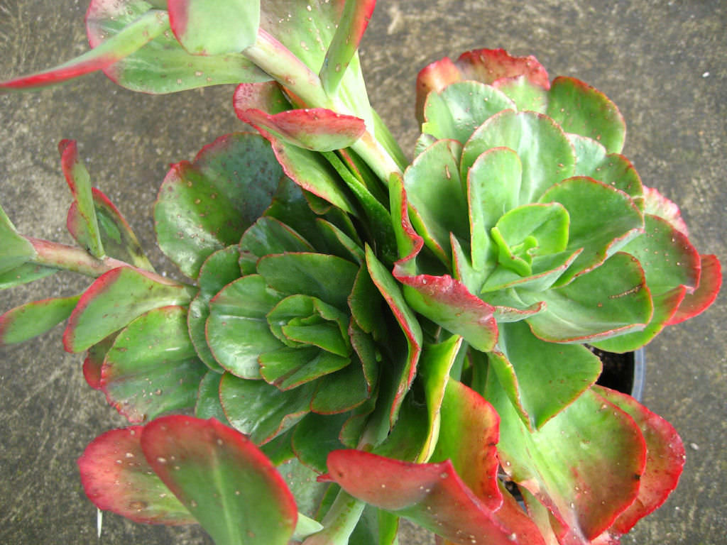 Echeveria 'Rosea Grandis' | World of Succulents