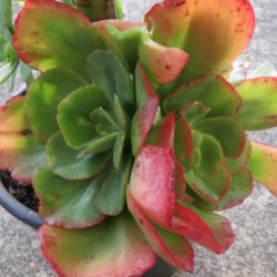 Echeveria 'Rosea Grandis'