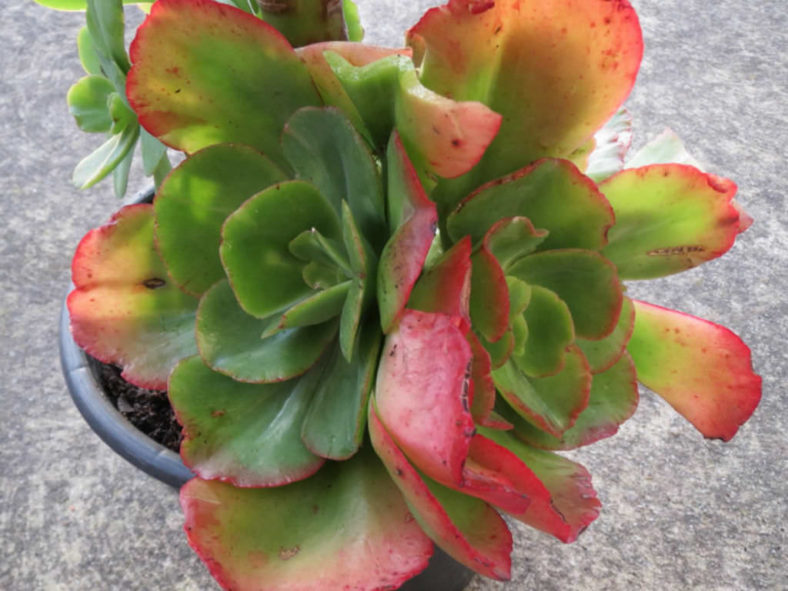 Echeveria 'Rosea Grandis'