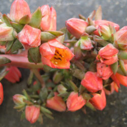 Flowers of Echeveria 'Rosea Grandis'