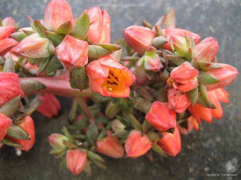Flowers of Echeveria 'Rosea Grandis'