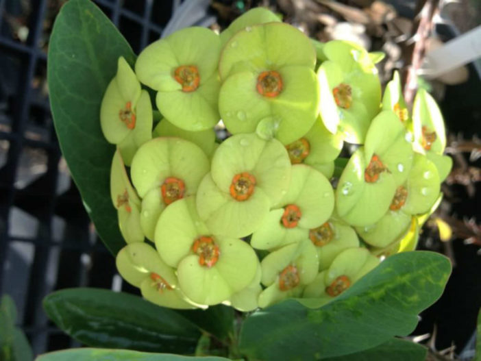 Euphorbia milii 'Primrose Yellow'