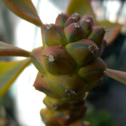 Euphorbia ritchiei 'Variegata'