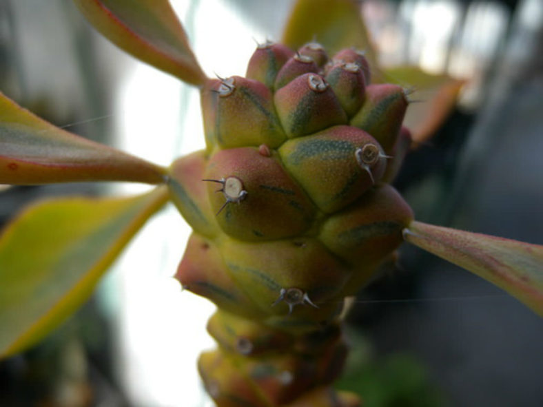 Euphorbia ritchiei f. variegata aka Monadenium ritchiei f. variegatum