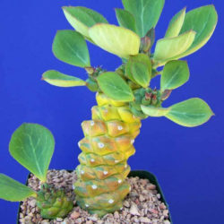 Euphorbia ritchiei 'Variegata'