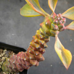 Euphorbia ritchiei 'Variegata'