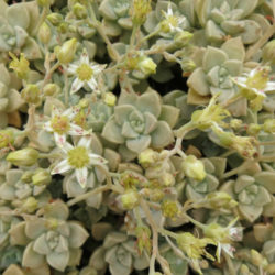 Graptopetalum paraguayense subsp. bernalense (Ghost Plant) aka Graptopetalum bernalense