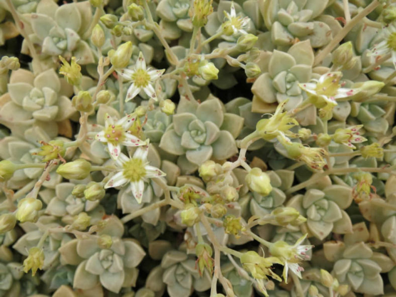 Graptopetalum paraguayense subsp. bernalense (Ghost Plant) aka Graptopetalum bernalense