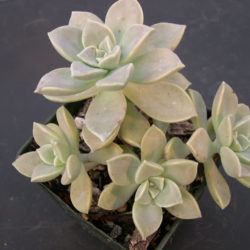 Graptopetalum paraguayense subsp. bernalense (Ghost Plant) aka Graptopetalum bernalense