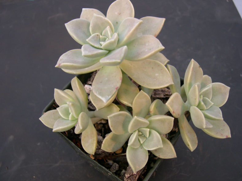 Graptopetalum paraguayense subsp. bernalense (Ghost Plant) aka Graptopetalum bernalense