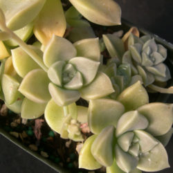 Graptopetalum paraguayense subsp. bernalense (Ghost Plant) aka Graptopetalum bernalense