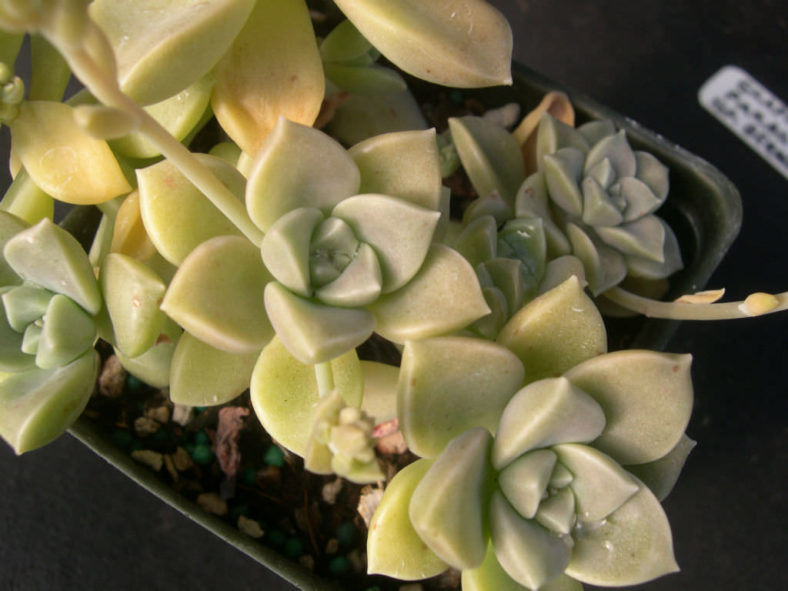 Graptopetalum paraguayense subsp. bernalense (Ghost Plant) aka Graptopetalum bernalense