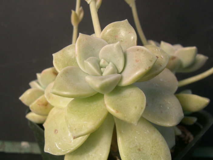 Graptopetalum paraguayense subsp. bernalense (Ghost Plant) aka Graptopetalum bernalense