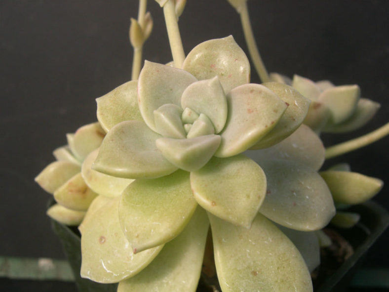 Graptopetalum paraguayense subsp. bernalense (Ghost Plant) aka Graptopetalum bernalense