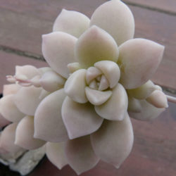 Graptopetalum pentandrum (Five-stamen Graptopetalum)
