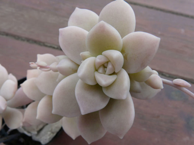 Graptopetalum pentandrum (Five-stamen Graptopetalum)