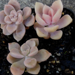 Graptopetalum pentandrum (Five-stamen Graptopetalum)