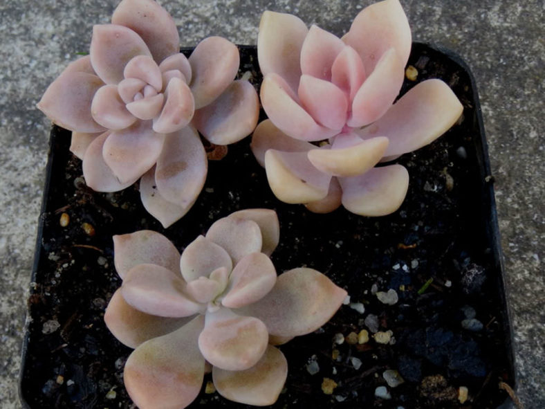 Graptopetalum pentandrum (Five-stamen Graptopetalum)