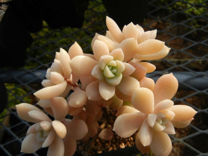 Graptopetalum pentandrum (Five-stamen Graptopetalum)