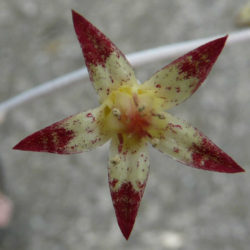 Graptopetalum pentandrum (Five-stamen Graptopetalum)