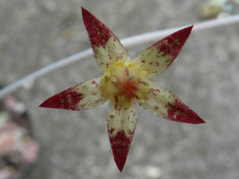 Graptopetalum pentandrum (Five-stamen Graptopetalum)