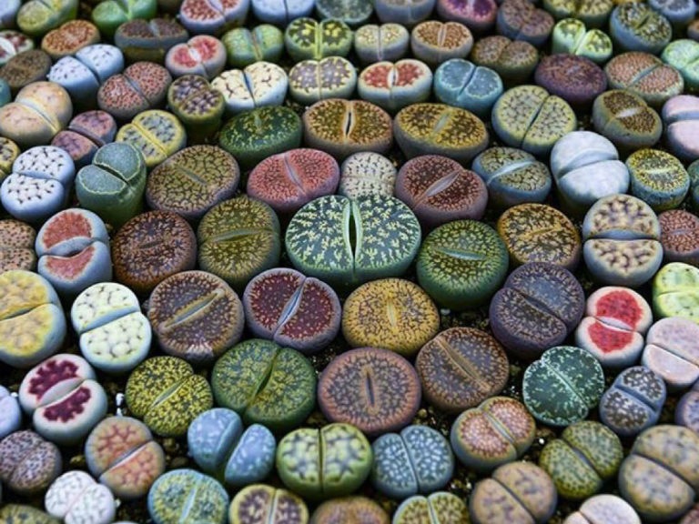 How to Grow Lithops from Seed - World of Succulents
