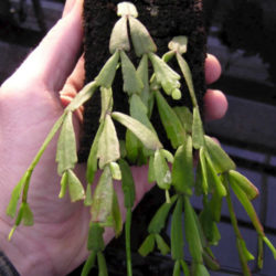 Hatiora epiphylloides aka Hatiora epiphylloides