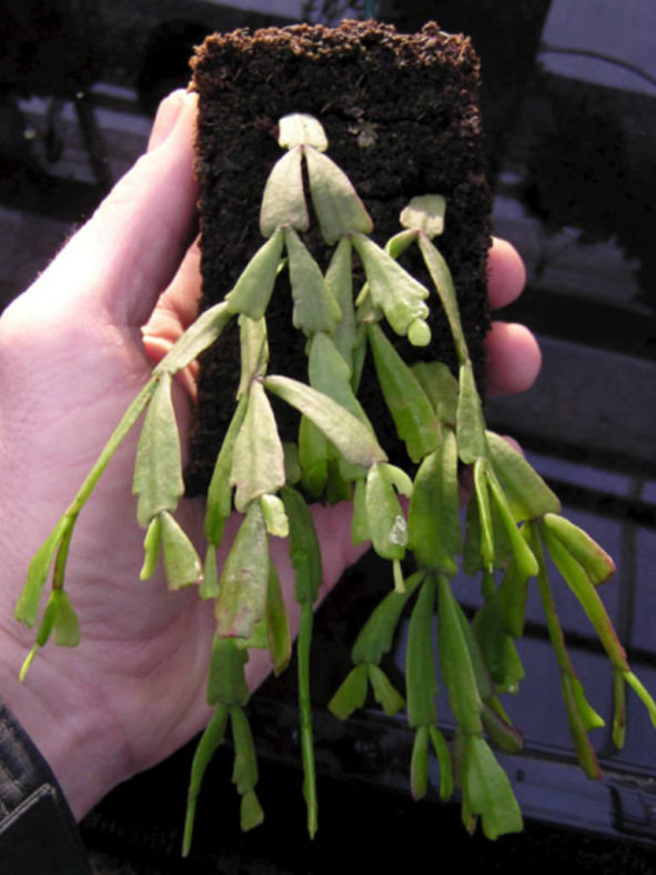 Schlumbergera lutea aka Hatiora epiphylloides