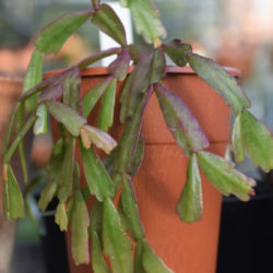 Hatiora epiphylloides aka Hatiora epiphylloides