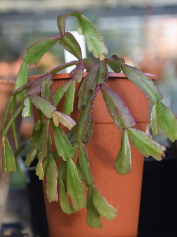 Schlumbergera lutea aka Hatiora epiphylloides