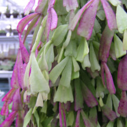 Hatiora epiphylloides aka Hatiora epiphylloides