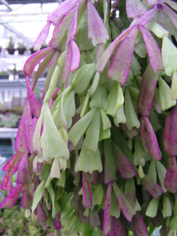 Schlumbergera lutea aka Hatiora epiphylloides