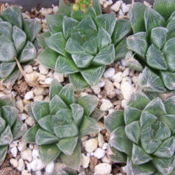 Haworthia cooperi var. venusta
