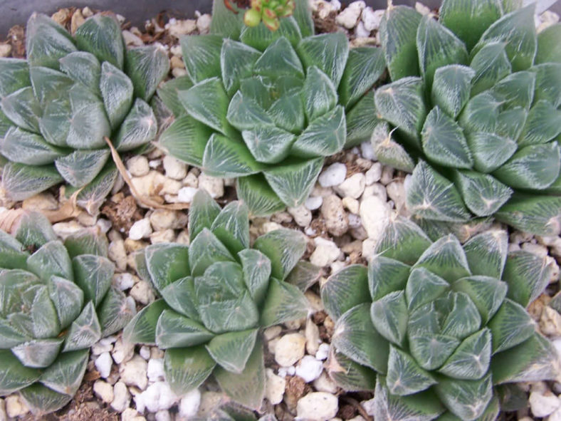 Haworthia cooperi var. venusta