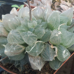 Haworthia cooperi var. venusta