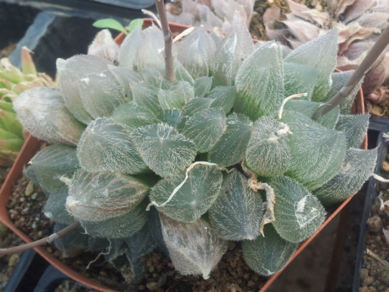 Haworthia cooperi var. venusta