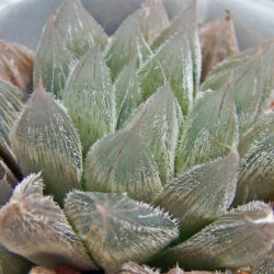 Haworthia cooperi var. venusta