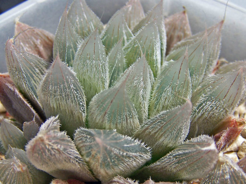 Haworthia cooperi var. venusta