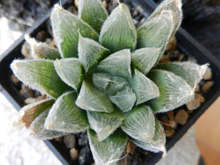 Haworthia cooperi var. venusta