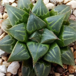 Haworthia mirabilis - World of Succulents