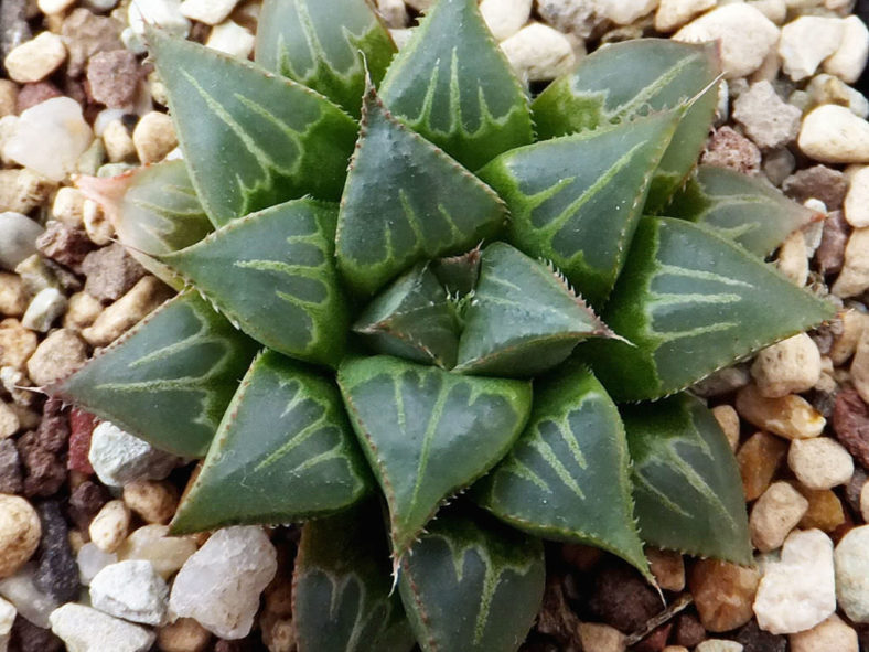 Haworthia mirabilis