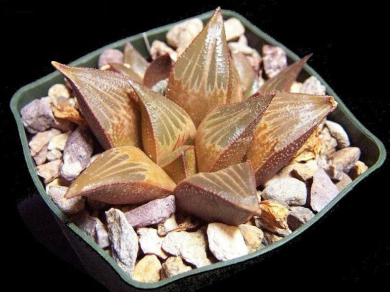 Haworthia mirabilis