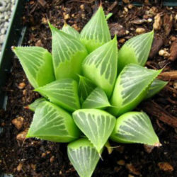 Haworthia mirabilis