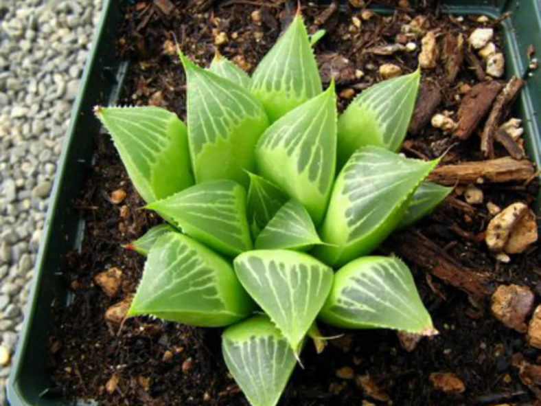Haworthia mirabilis