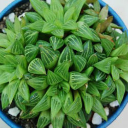 Haworthia mirabilis