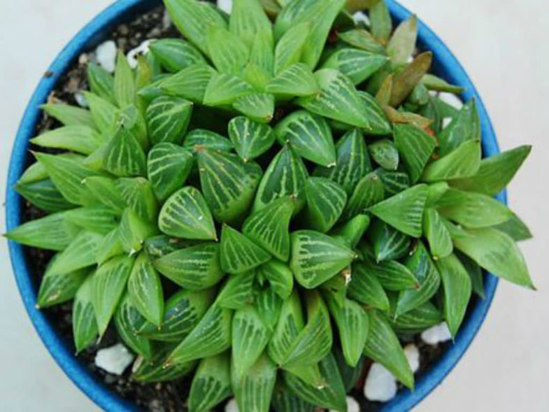 Haworthia mirabilis