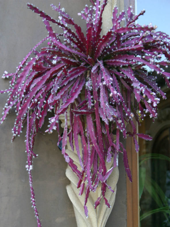 Lepismium cruciforme