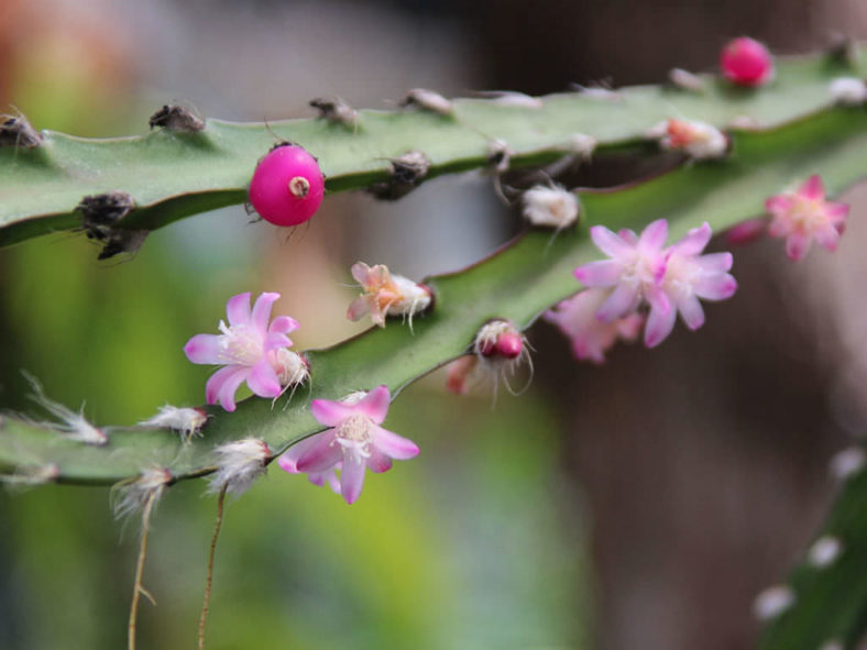 Lepismium cruciforme